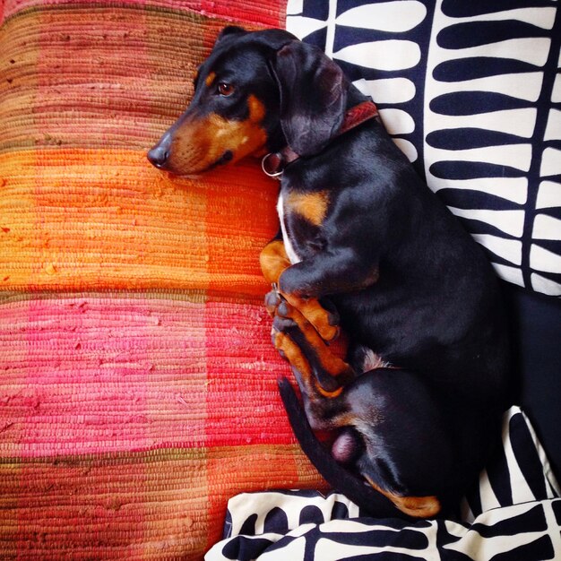 High angle view of dachshund relaxing on bed at home