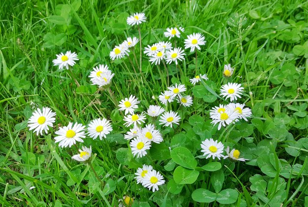 High angle view of daisies blooming in field