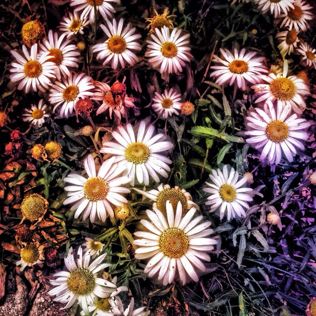 Foto vista ad alta angolazione delle margherite in fiore all'aperto