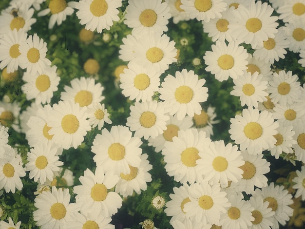 Photo high angle view of daisy flowers