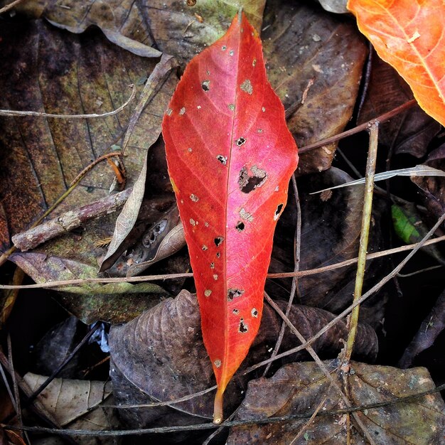 Foto vista ad alto angolo della foglia d'autunno danneggiata