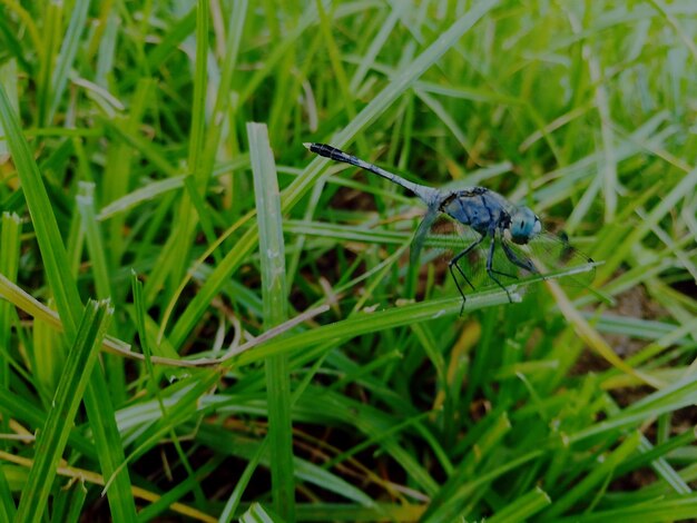 High angle view of damselfly on grass