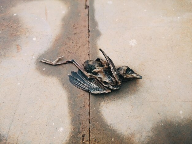 High angle view of dead bird on footpath