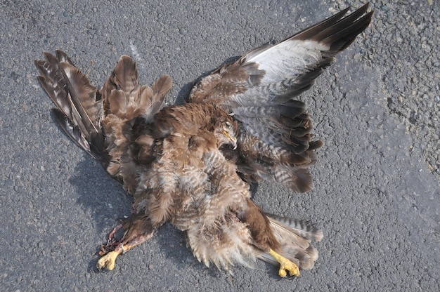 Foto vista ad alta angolazione dell'aquila morta