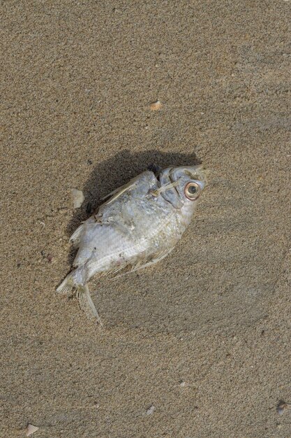 Foto vista ad alta angolazione di pesci morti sulla spiaggia