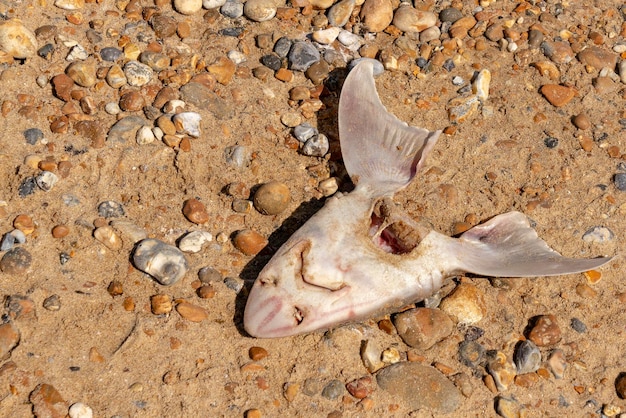 浜辺の死んだ魚の高角度の写真