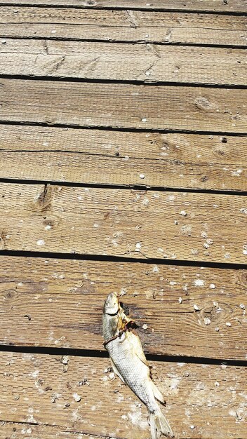 Photo high angle view of dead fish on pier