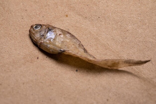 High angle view of dead fish on sand