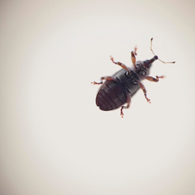 Photo high angle view of dead insect against white background