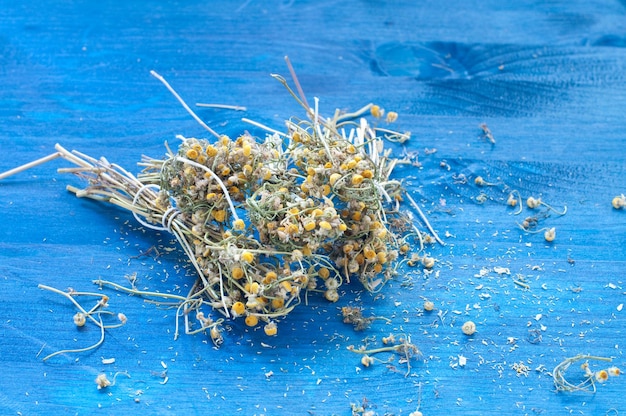 High angle view of dead plant against blue background