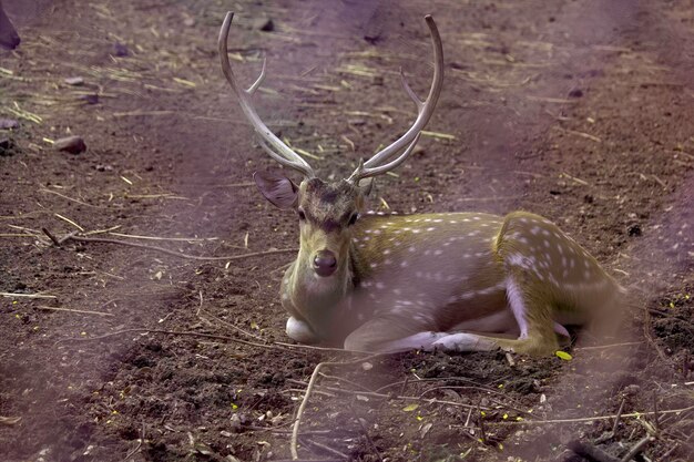 Photo high angle view of deer on field