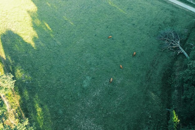 High angle view of deer on grassy field