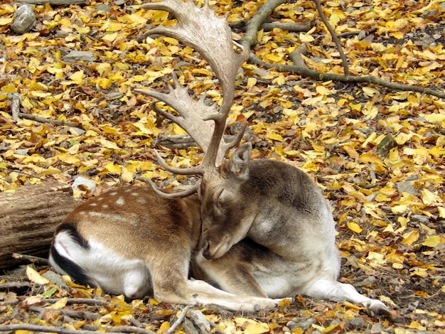 Photo high angle view of deer sleeping on field during autumn