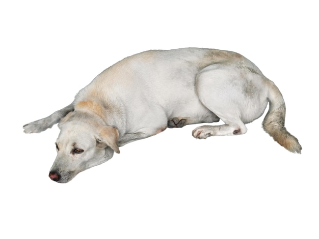 Foto vista ad alto angolo di un cane sullo sfondo bianco