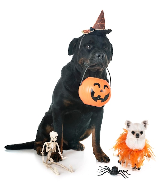 High angle view of a dog against white background
