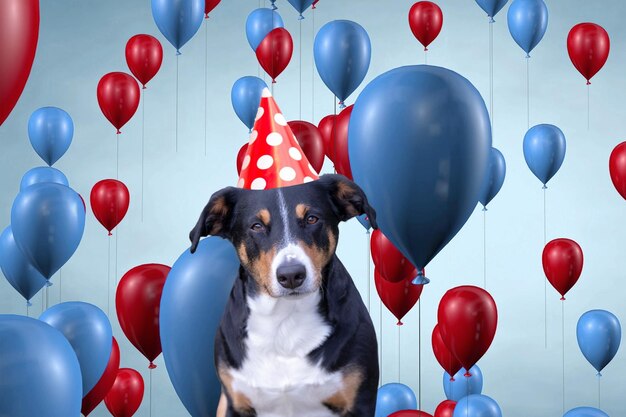 High angle view of dog on balloons