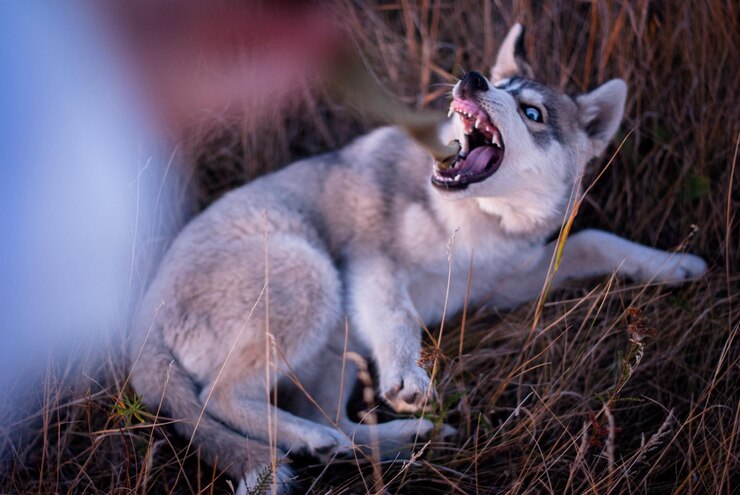 फोटो high angle view of dog barking on grassy land