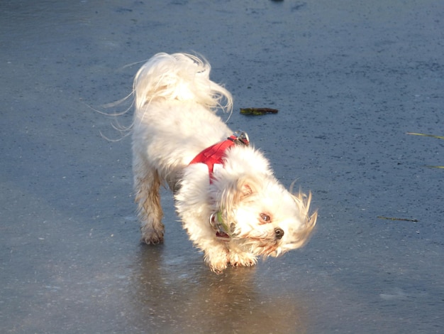 Foto vista ad alta angolazione del cane sulla spiaggia