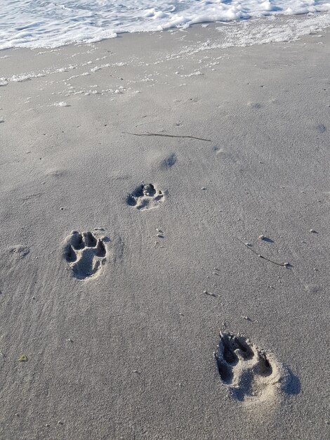 High angle view of dog on beach