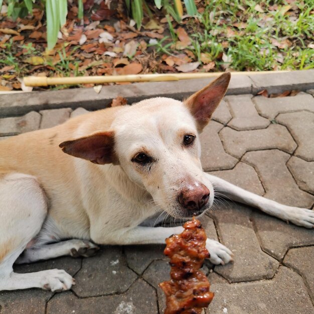 Foto vista ad alta angolazione di un cane che mangia cibo