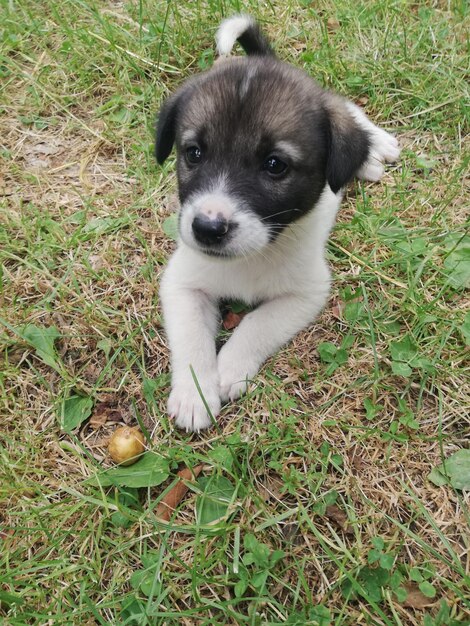 Foto vista ad alto angolo del cane sul campo