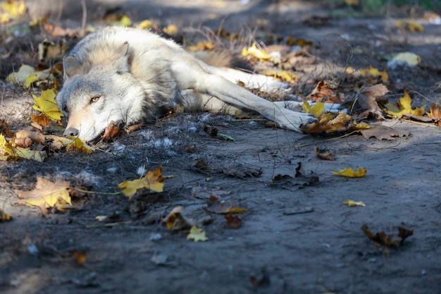 Foto vista ad alto angolo del cane sul campo