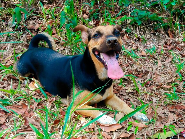 High angle view of dog on field