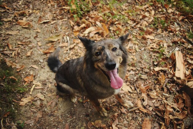 Foto vista ad alto angolo del cane sul campo