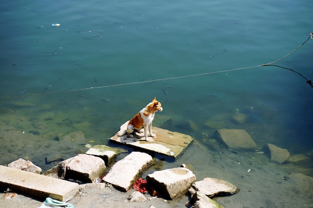 Foto vista ad alto angolo di cane e pesce sulla roccia vicino al lago