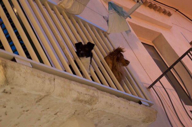 Foto vista ad alto angolo del cane sul pavimento