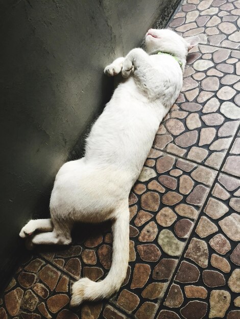 High angle view of dog on floor