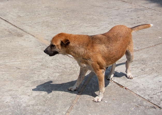 Foto vista ad alta angolazione di un cane sul sentiero