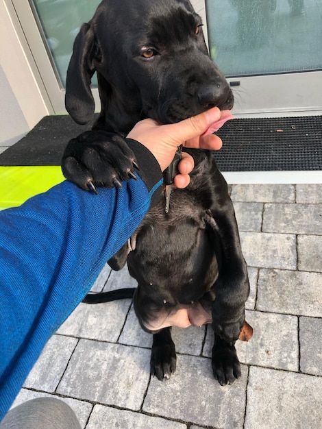 High angle view of dog on footpath