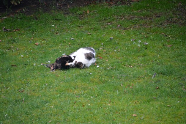 High angle view of dog on grass