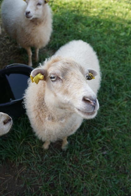 Foto vista ad alta angolazione del cane sul campo erboso