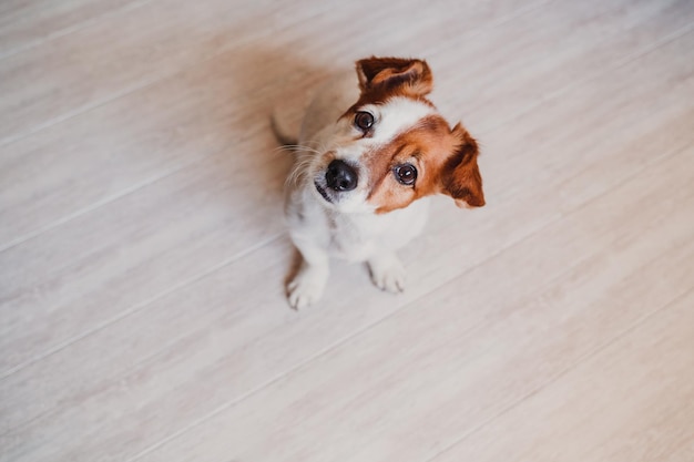 Photo high angle view of dog on hardwood floor