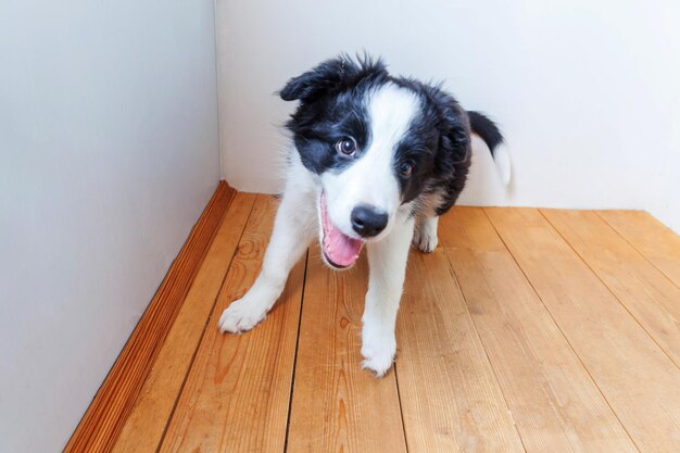 High angle view of dog at home