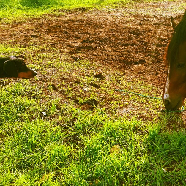 Foto vista ad alta angolazione di cane e cavallo su un campo erboso