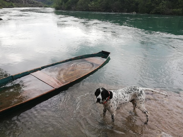 湖上の犬の高角度の視点