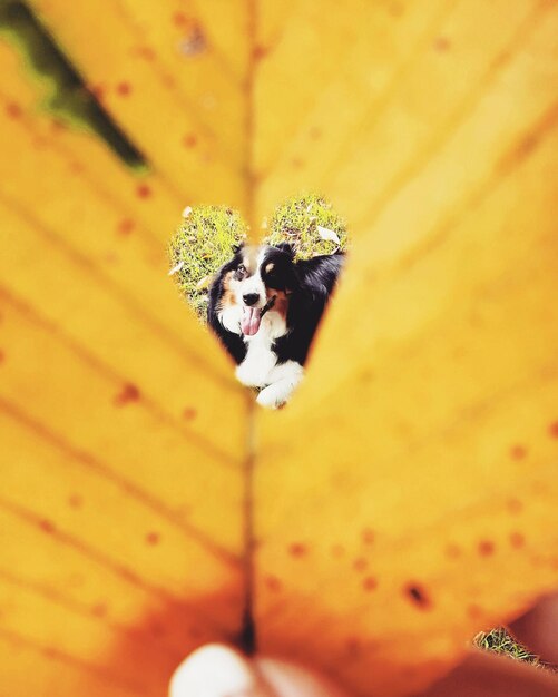 High angle view of dog on leaf