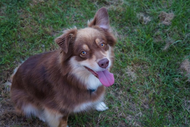 Foto vista ad alto angolo del cane che guarda lontano sul campo