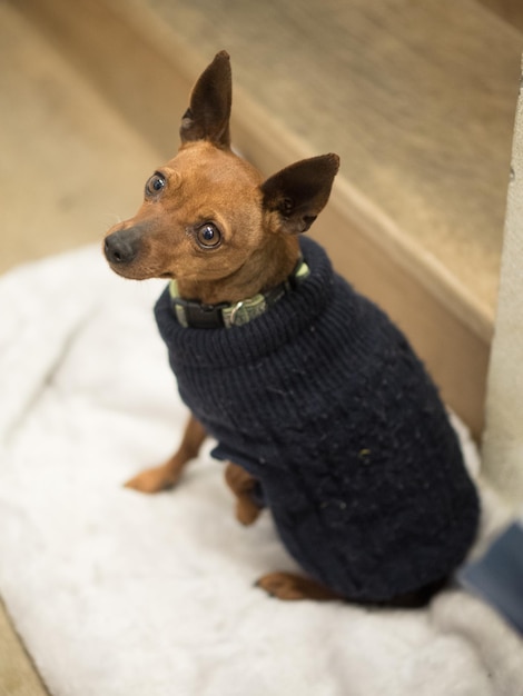 high angle view of dog looking away