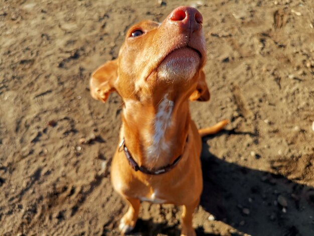 Foto vista ad alto angolo di un cane che guarda da un'altra parte