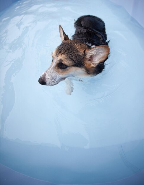 High angle view of a dog looking away