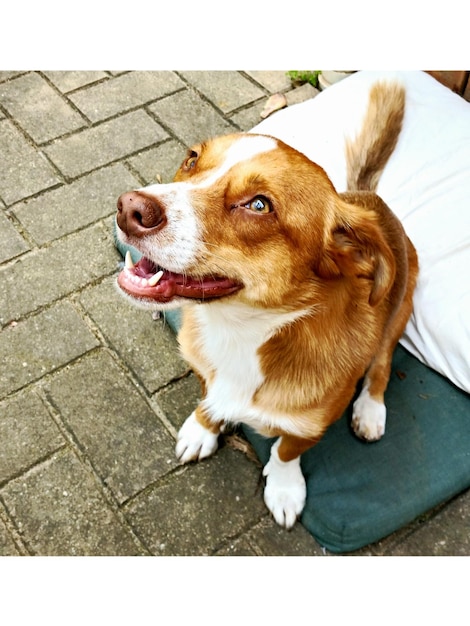 Photo high angle view of dog looking up