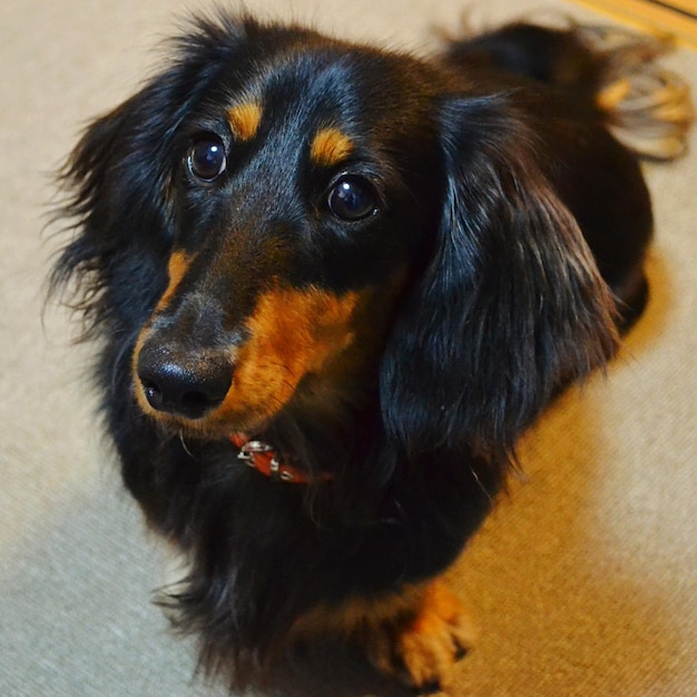 Photo high angle view of dog looking up