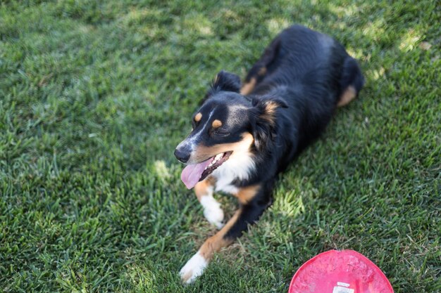 High angle view of dog lying on field