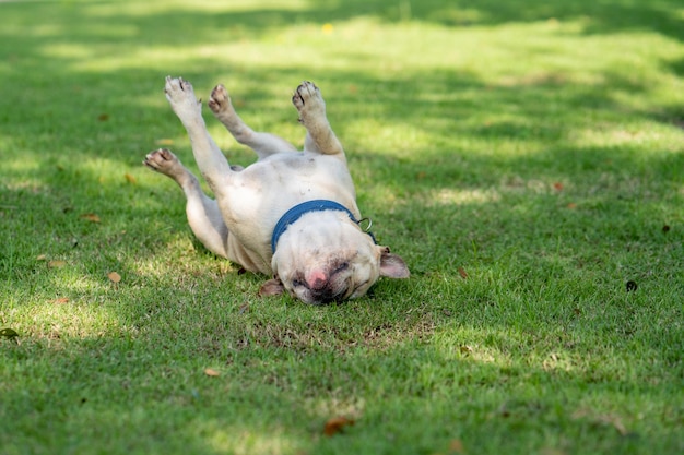 High angle view of dog lying on grass