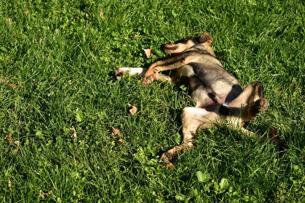 Photo high angle view of dog lying on grassy field