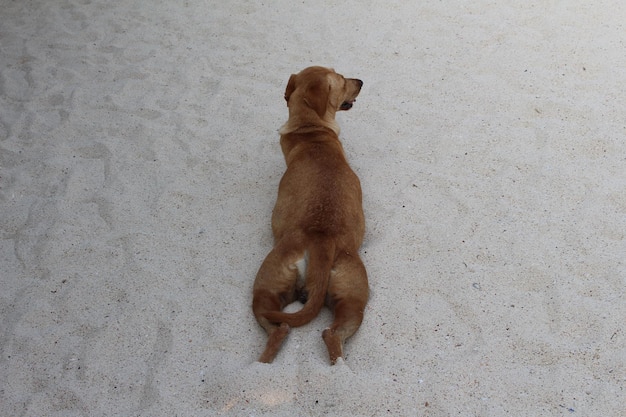 High angle view of dog lying on sand at beach